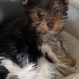 Koko - Chocolate and tan male Yorkshire Terrier puppy in Albany, Minnesota from Sandy's Yorkshire Terriers