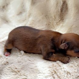 Toy Australian Shepherd and Yorkshire Terrier Puppies from DK’s Littles & Co