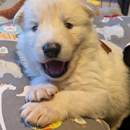 Red Boy - White male Shiloh Shepherd puppy in Jackson Township, New Jersey from Divine Shilohs