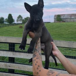 Girl 2 - Mahogany female Belgian Malinois puppy in Paris, Kentucky from Z Domu Niedzwiedzia Malinois