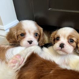 Cavalier King Charles Spaniel Puppies from CK Cavaliers