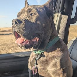 Orso - Cane Corso