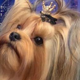 Chanel - Yorkshire Terrier