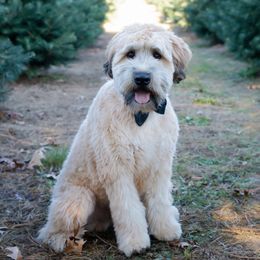 Soft Coated Wheaten Terriers from Legacy Wheatens