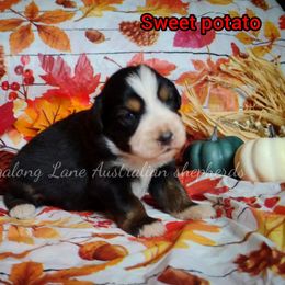 Sweet potato - Black tri female Miniature Australian Shepherd puppy in Muskogee, Oklahoma from Tagalong Lane Australian shepherds