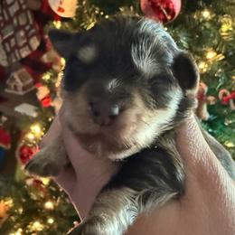 Boy 3 - Liver male Miniature Schnauzer puppy in Avondale, Arizona from Campos Schnauzers