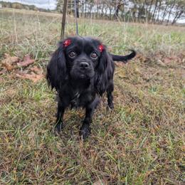 Vashti - Cavalier King Charles Spaniel
