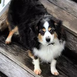 Aussiedoodles, Miniature Australian Shepherds, and Poodles from Woodwind Miniatures