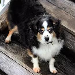 Aussiedoodles, Miniature Australian Shepherds, and Poodles from Woodwind Miniatures