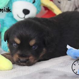 Umiak - Black tri male Miniature Australian Shepherd puppy in Garden Plain, Kansas from Krazy K Aussies