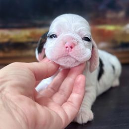 Boy 1 - Black white and tan male Cocker Spaniel puppy in Texas from Sisu Cockers