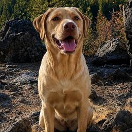 Labrador Retrievers from Stirpe Corleone Labradors