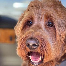 Juniper - Australian Labradoodle