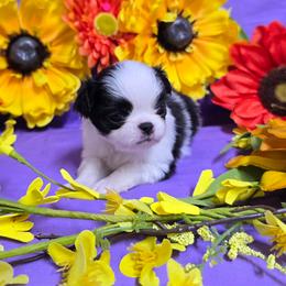 Black Boy (red) - Black and white male Japanese Chin puppy in Tulsa, Oklahoma from Locust Creek Pugs & Japanese Chin's