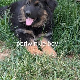 Puppy D - Black and red male German Shepherd puppy in Stuarts Draft, Virginia from Shengulli Shepherds