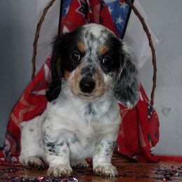 Dachshund Puppies from K&L Dachshund