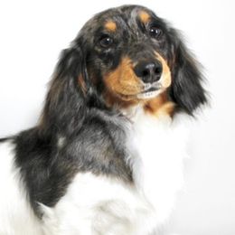 Dachshunds from Utah County Dachshunds