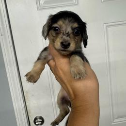 Dotty - Black and cream female Dachshund puppy in Fredericksburg, Indiana from Blue River Mini Dachshunds