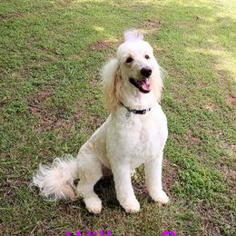 Willow - Goldendoodle