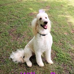 Willow - Goldendoodle