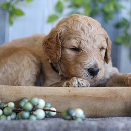 Charlie - Apricot male Goldendoodle puppy in Cherry Creek, New York from Doodles Pups of NY