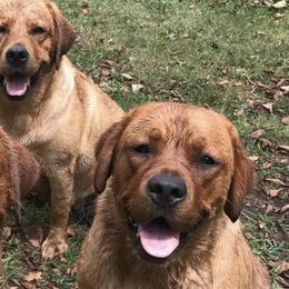 Labrador Retrievers from Echoing Pines Labradors