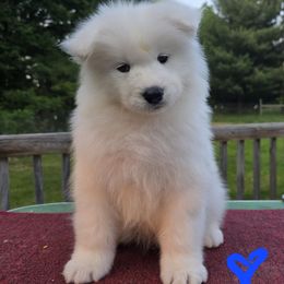 Blue boy - White male Samoyed puppy in Alma, Michigan from Limelight Samoyeds
