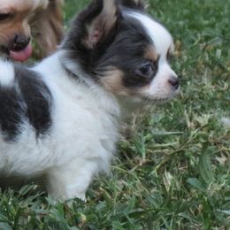 Chihuahua Puppies from True Shot Chihuahuas