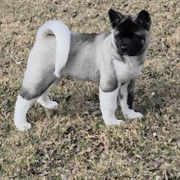 Buffy - Akita