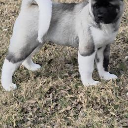 Buffy - Akita