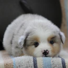 Phoenix - Blue merle male Miniature Australian Shepherd puppy in Quapaw, Oklahoma from Rocky Hill Aussies