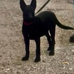 Girl 2 - Black female Belgian Malinois puppy in North Fort Myers, Florida from Reinwald Kennels Dee Reinwald & Thomas Brennan
