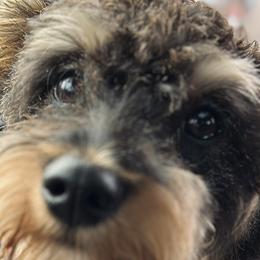 Goldendoodles and Schnoodles from Mahaffey’s Doodles