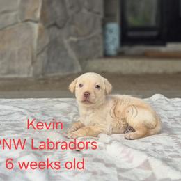 Kevin - Yellow male Labrador Retriever puppy in Rogue River, Oregon from PNW Labradors