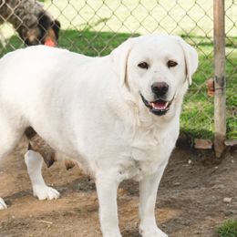 Glory - Labrador Retriever