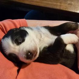 Indiana Jones - Red tri-color male Miniature American Shepherd puppy in Vancouver, Washington from BonDrew's Miniature American Shepherds
