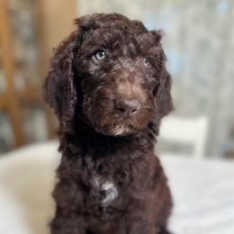 Bacon - Chocolate male Goldendoodle puppy in Osage City, Kansas from Golden Ridge Goldens