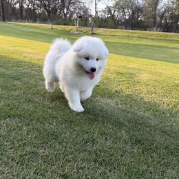 Lucky - White male Samoyed puppy in Weatherford, Texas from Pure North Samoyeds