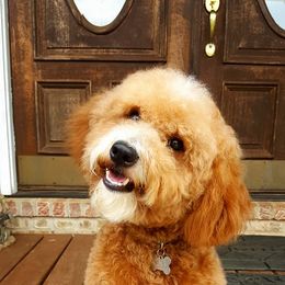 Goldendoodle and Poodle Puppies from Gorgeous Goldendoodles