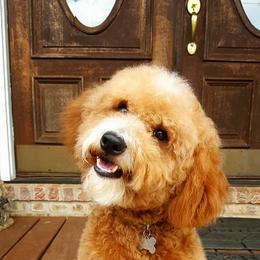 Goldendoodle and Poodle Puppies from Gorgeous Goldendoodles