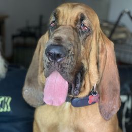 Pinky - Bloodhound