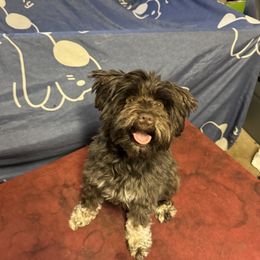 Piper - Miniature Schnauzer