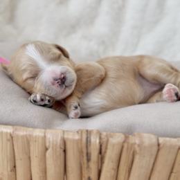 Dream - Apricot female Cavapoo puppy in Arlington, Texas from Van Haselen Poodles and Doodles