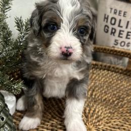 Bernedoodle Puppies from Little Diamond Doodles