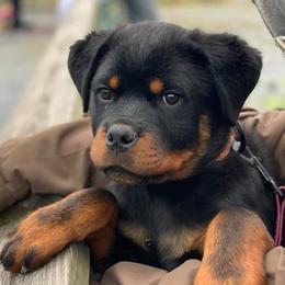 Rottweiler Puppies from Exodus Rottweilers
