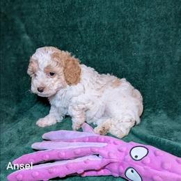 Ansel - Red and white female Cockapoo puppy in Sunset, Louisiana from Cano Cockapoos