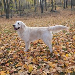 Winter - Golden Retriever