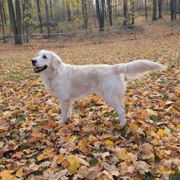 Winter - Golden Retriever