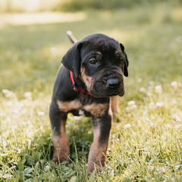 Red collar - Black male Great Dane puppy in Ulen, Minnesota from Hogenson Family Farm