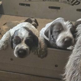 Wirehaired Pointing Griffon puppies from Agassiz Wirehaired Pointing Griffons